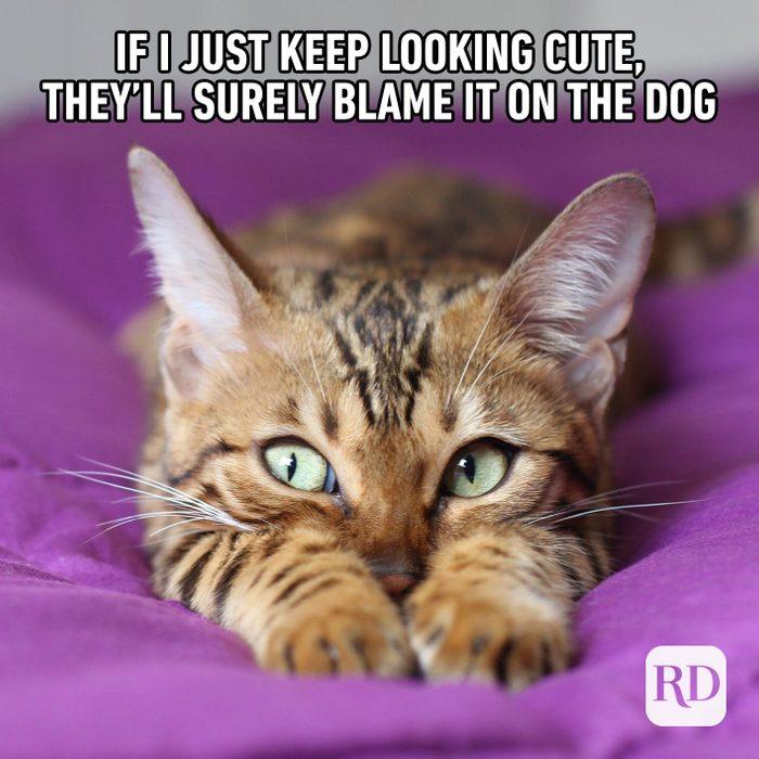 A brown cat with green eyes is lying on a purple surface. The text above the cat reads: "If I just keep looking cute, they'll surely blame it on the dog."