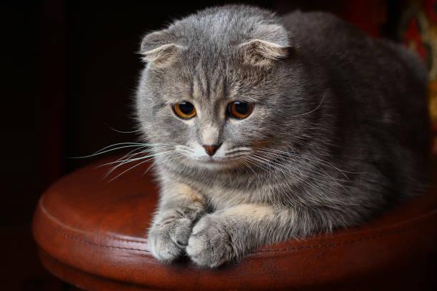 A gray Scottish Fold kitten with big eyes sits on a brown leather stool.