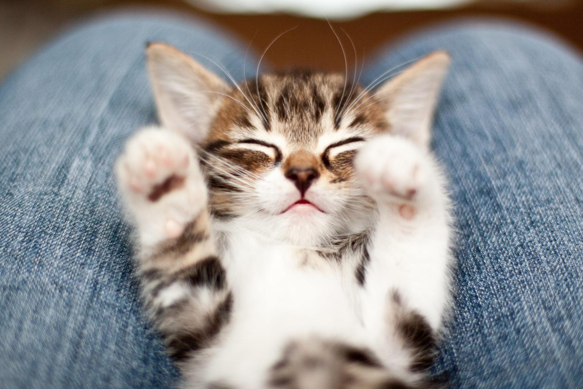 A cute kitten lying on its back with closed eyes and paws in the air, resting in someone's lap.