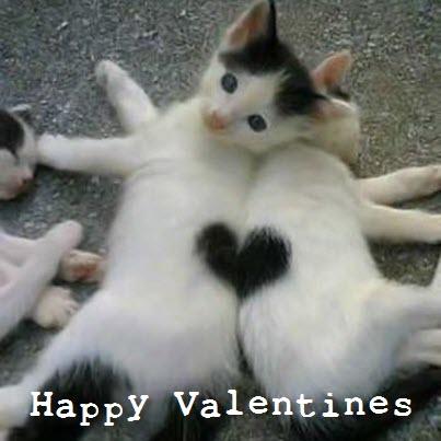 Two kittens are hugging each other. They are white with black markings. One has a black heart on its side. The text “Happy Valentines” is written at the bottom.