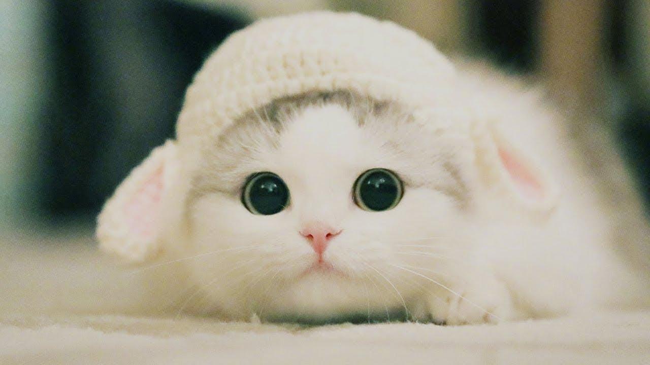 A white kitten with big eyes is wearing a white knit hat with ears.