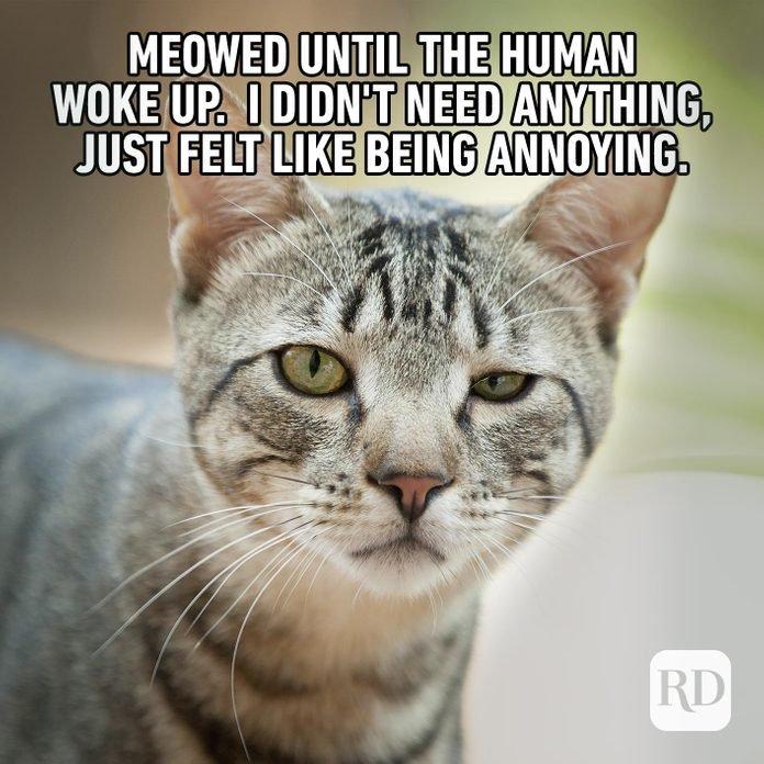 A close-up of a gray tabby cat with a slightly annoyed expression on its face. The text on the image says, "Meowed until the human woke up. I didn't need anything, just felt like being annoying." A small logo in the right bottom corner.