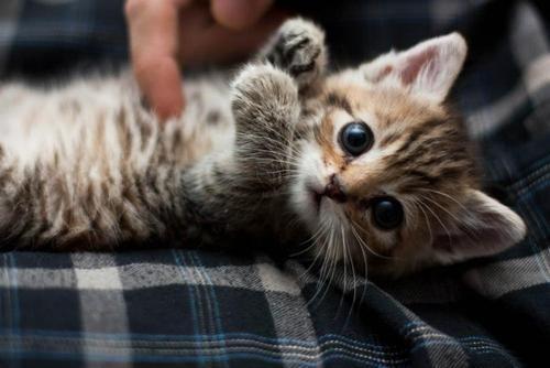 A close-up shot of a tabby kitten lying on its back on a plaid blanket. A finger gently pets its belly. The kitten has large blue eyes, cute whiskers, and soft fur.