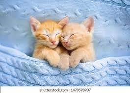 Two orange kittens are cuddling and sleeping in a blue blanket. The text “shutterstock.com - 1470598907” is visible at the bottom of the image.