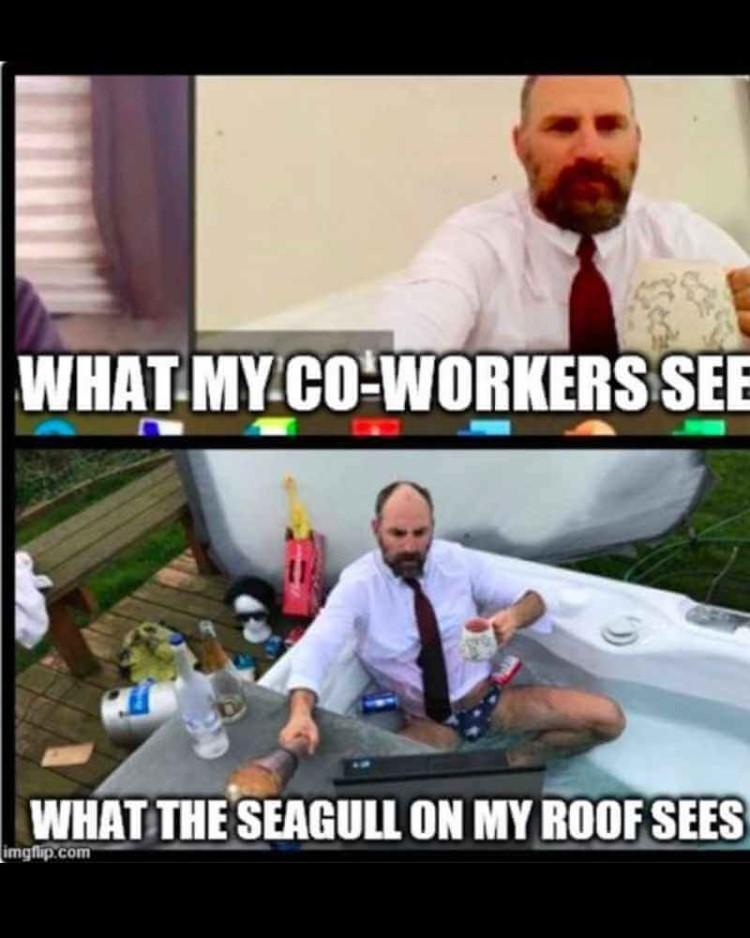 WHAT MY CO-WORKERS SEE
WHAT THE SEAGULL ON MY ROOF SEES
imgflip.com