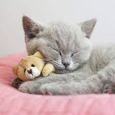 A gray kitten with its eyes closed cuddles with a small brown teddy bear on a pink cushion.