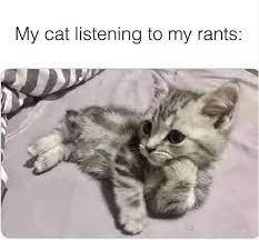 A gray and white tabby kitten is lying on a bed and has its head slightly tilted and looks to the side, with its paw under its chin as if it is listening. The image text says: "My cat listening to my rants:".