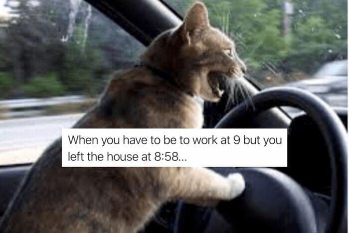 A brown cat is driving a car, looking stressed or angry. The text on the image says: "When you have to be to work at 9 but you left the house at 8:58..."