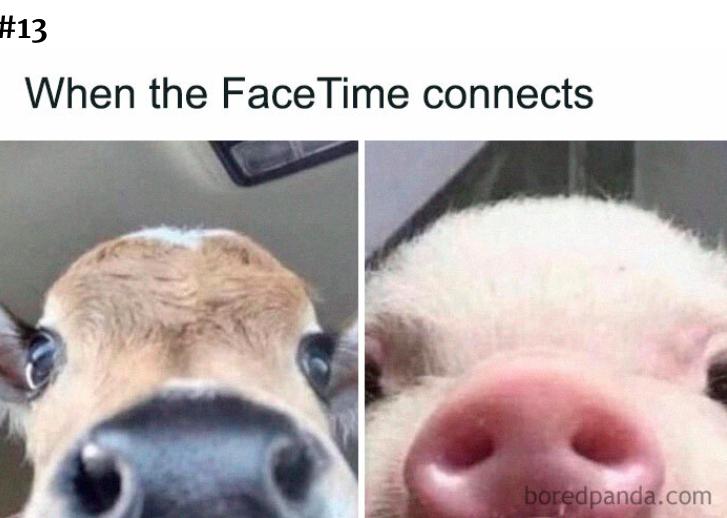 #13
When the Face Time connects
boredpanda.com