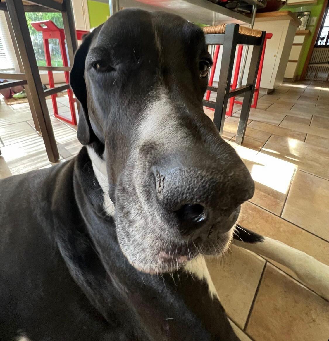 A close-up photo of a black and white Great Dane dog with a long nose. The dog is looking at the camera. The background shows a kitchen with red chairs and light tile flooring. The text 'Goofy ahh dog 💀💀💀' accompanies the picture.