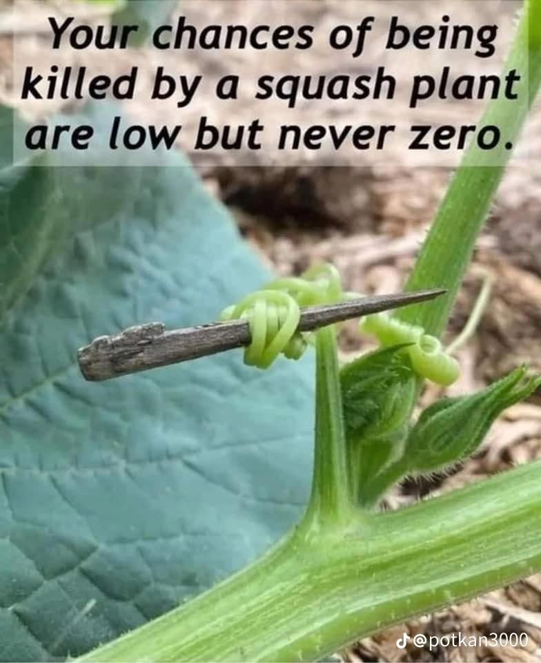 Your chances of being
killed by a squash plant
are low but never zero.
J@potkan3000