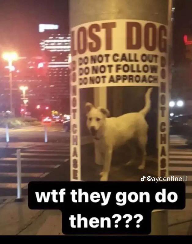 LOST DOG
DO NOT CALL OUT
DO NOT FOLLOW
DO NOT APPROACH
@aydenfinelli
wtf they gon do
then???