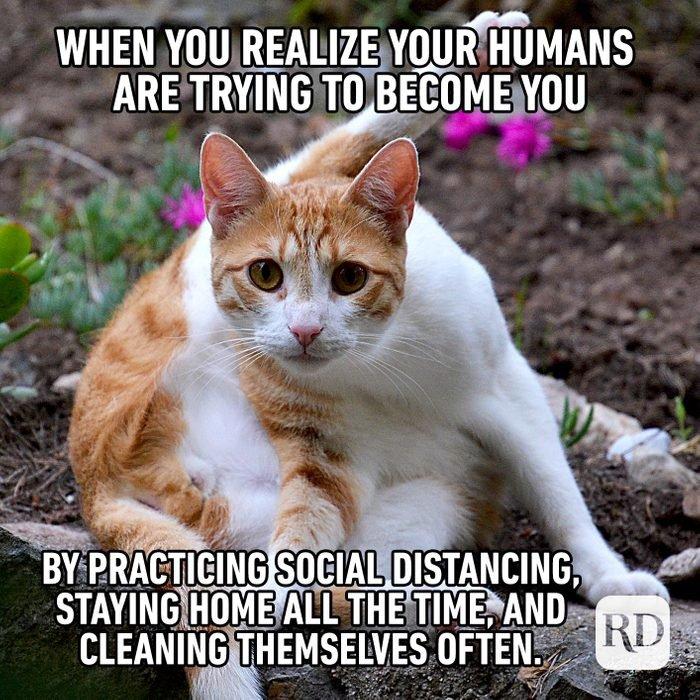 WHEN YOU REALIZE YOUR HUMANS
ARE TRYING TO BECOME YOU
BY PRACTICING SOCIAL DISTANCING,
STAYING HOME ALL THE TIME, AND
CLEANING THEMSELVES OFTEN. RD