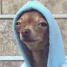 A chihuahua wearing a light blue hoodie is looking at the camera. The dog has a slightly smug look.