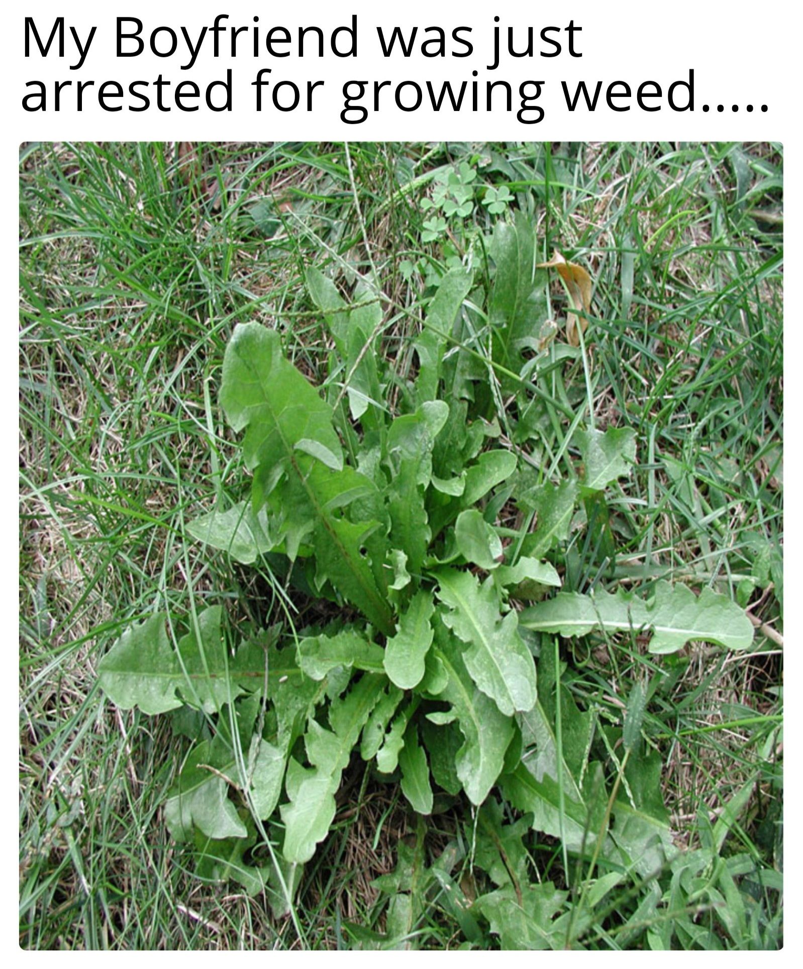 My Boyfriend was just
arrested for growing weed.....