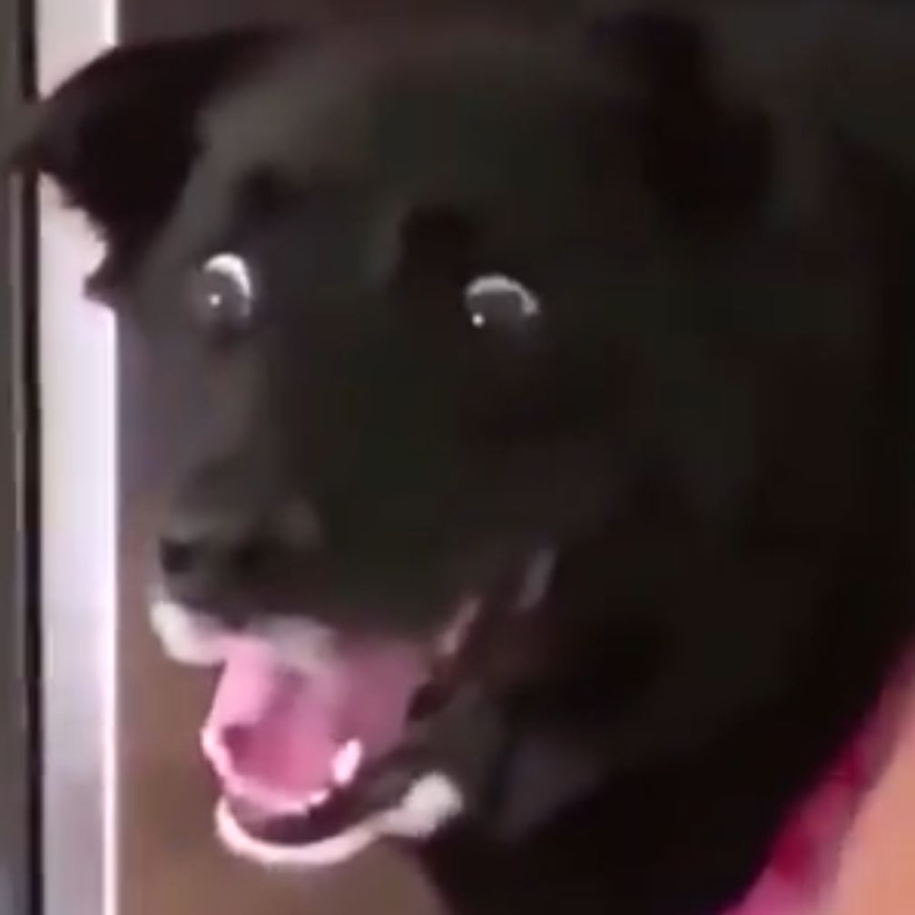 A black dog with wide, surprised eyes and an open mouth, showing its tongue and teeth.