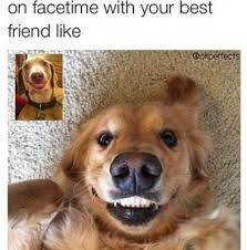 The image shows a Golden Retriever dog looking into the camera with a big smile. Above it is a smaller inset image of the same dog. The text says, "on facetime with your best friend like."