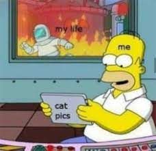 my life
cat
pics
me