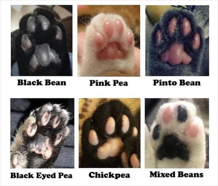 Black Bean
Black Eyed Pea
Pink Pea
Pinto Bean
Chickpea Mixed Beans