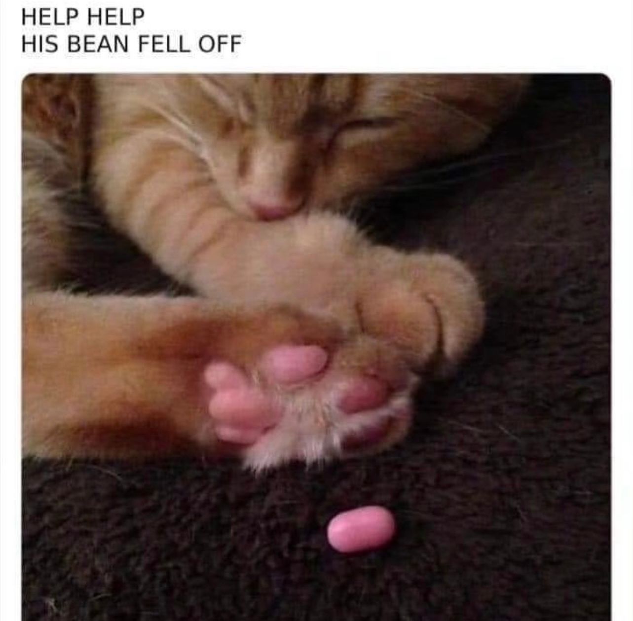 HELP HELP
HIS BEAN FELL OFF