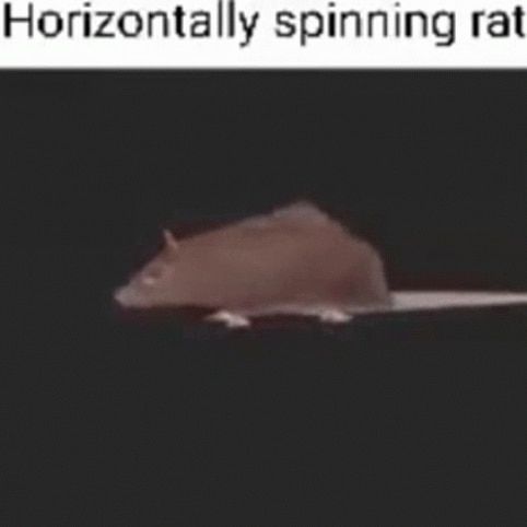 A brown rat is spinning horizontally on a black background. The text on top of the image says "Horizontally spinning rat".