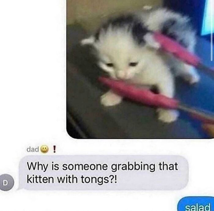 D
dad
Why is someone grabbing that
kitten with tongs?!
salad
