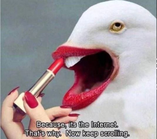 A white duck with a red lipstick on applying red lipstick on its beak. Text at the bottom reads: "Because, it's the Internet. That's why. Now keep scrolling."