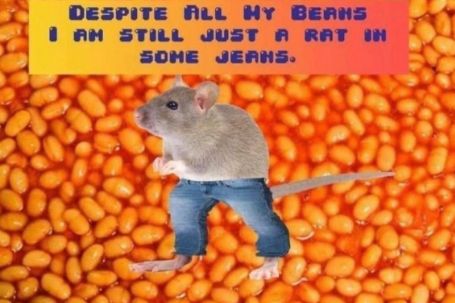 A gray rat stands on its hind legs, wearing blue jeans, with a background of baked beans. The text above the rat reads: "DESPITE ALL MY BEANS I AM STILL JUST A RAT IN SOME JEANS."