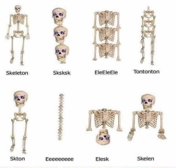 The image shows eight different skeletons or parts of skeletons. The first one, a full skeleton, is labeled "Skeleton". The next has three skulls stacked on top of each other labeled "Sksksk". The third skeleton consists of only rib cages labeled "EleEleEle". The fourth, also a full skeleton, is called "Tontonton".  The fifth is a skeleton with a single head and is labeled "Skton", followed by a single spine labeled "Eeeeeeeee". The seventh skeleton consists of a skull and an upside-down rib cage, labeled "Elesk", and finally, the last skeleton, labeled "Skelen", is a skeleton with the limbs slightly detached from the body.