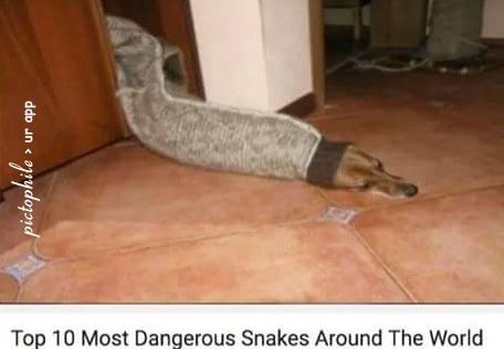 A dog is lying on the floor with a sweater on. The caption on the image says: "Top 10 Most Dangerous Snakes Around The World."