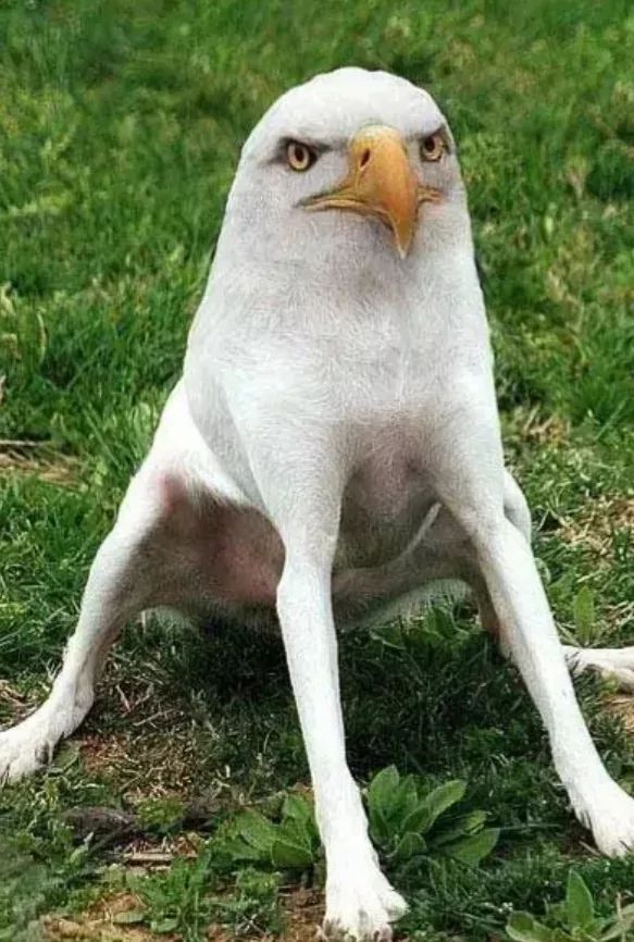 A white dog with a bald eagle's head sits on grass.