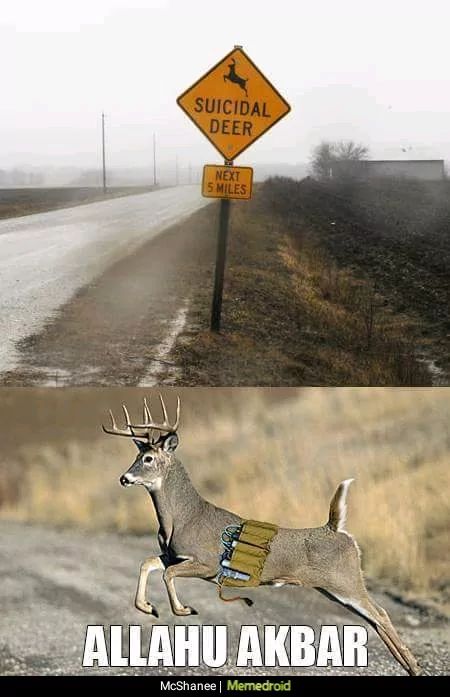 SUICIDAL
DEER
NEXT
5 MILES
ALLAHU AKBAR
McShanee | Memedroid