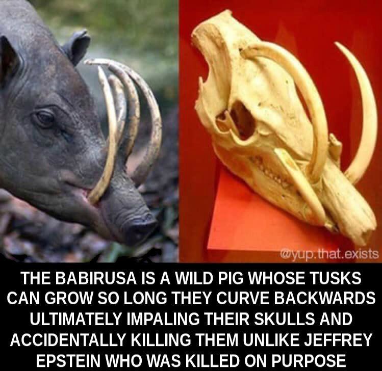 @yup.that.exists
THE BABIRUSA IS A WILD PIG WHOSE TUSKS
CAN GROW SO LONG THEY CURVE BACKWARDS
ULTIMATELY IMPALING THEIR SKULLS AND
ACCIDENTALLY KILLING THEM UNLIKE JEFFREY
EPSTEIN WHO WAS KILLED ON PURPOSE