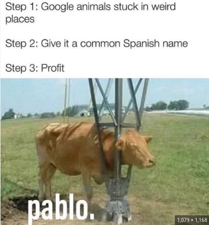 Step 1: Google animals stuck in weird
places
Step 2: Give it a common Spanish name
Step 3: Profit
pablo.
1,079 x 1,168