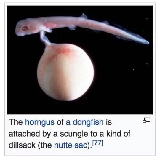 The horngus of a dongfish is
attached by a scungle to a kind of
dillsack (the nutte sac).[77]
8