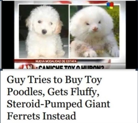 NUEVA MODALIDAD DE ESTAFA
LCANICHE TOV O HURON?
Guy Tries to Buy Toy
Poodles, Gets Fluffy,
Steroid-Pumped Giant
Ferrets Instead