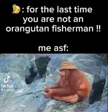 : for the last time
you are not an
orangutan fisherman !!
J
Tik Tok
@snbel
me asf:
A