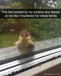 This bird landed by my window and stared
at me like I murdered his whole family
boredpanda.com