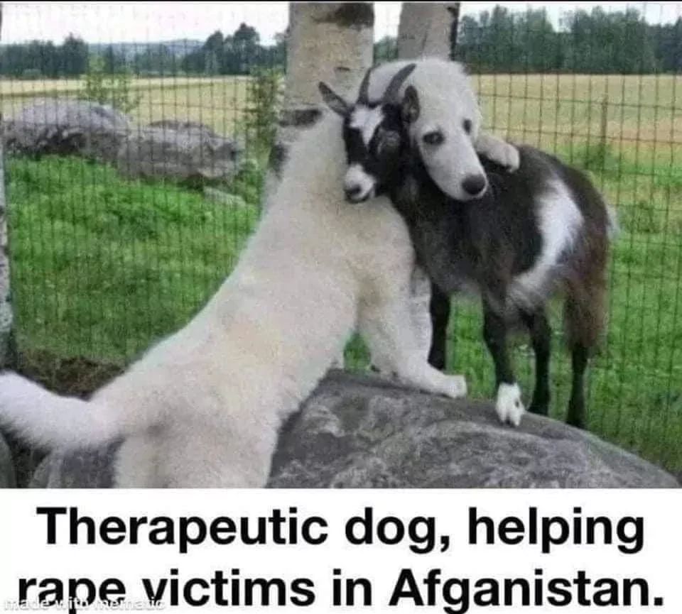 Therapeutic dog, helping
rape victims in Afganistan.
inskio