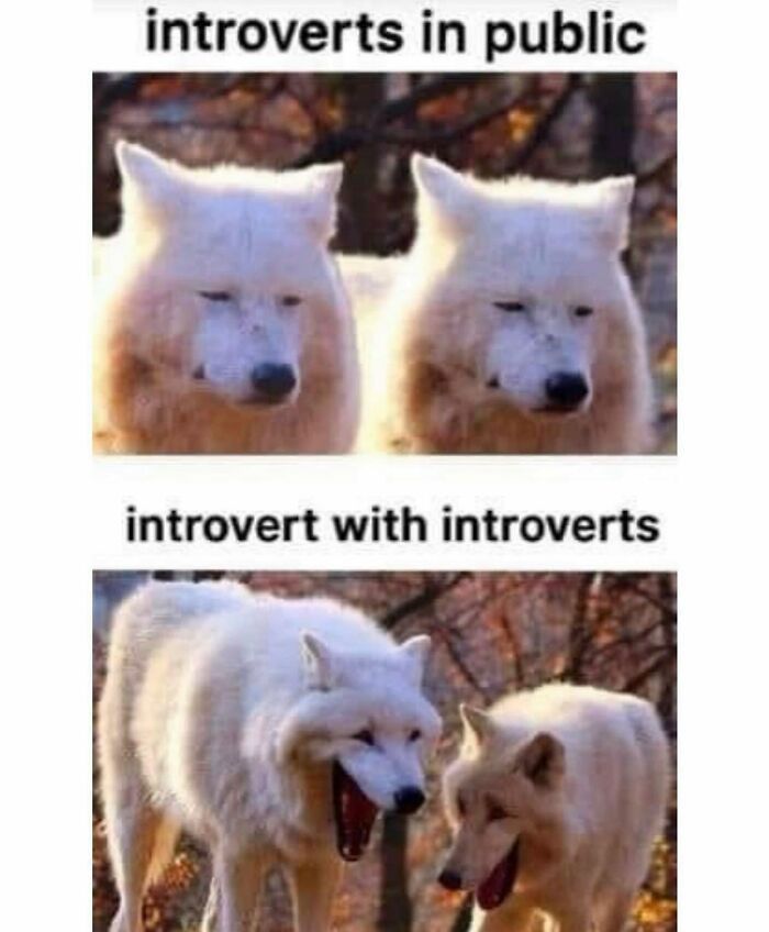 introverts in public
introvert with introverts