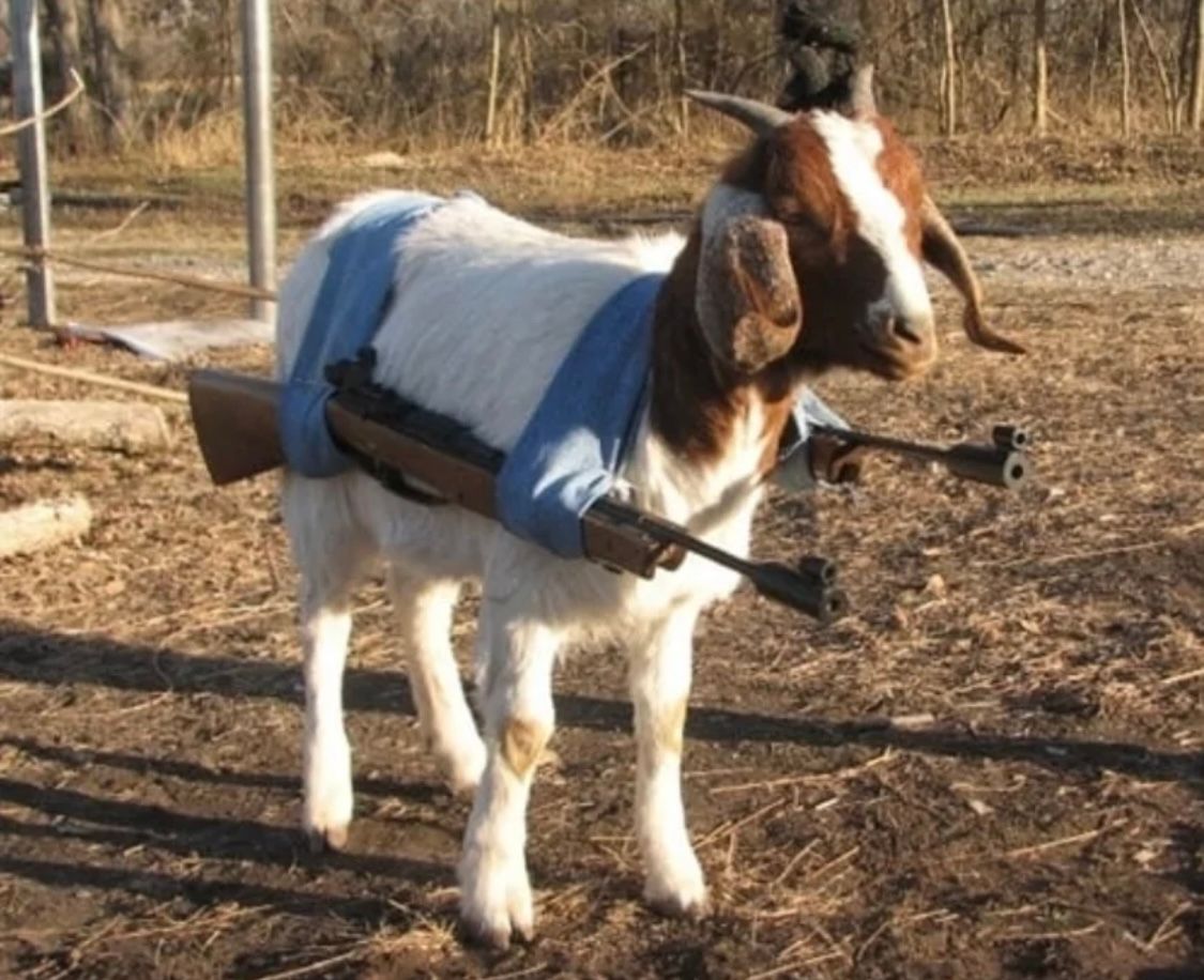 A goat stands outdoors with two rifles strapped to its side with a blue cloth. It's a medium shot with the goat in the center of the image. The goat is brown and white and has horns. The background is a field with trees in the distance. The text “Allah ack baaaaaahhhhh” is related to the image.