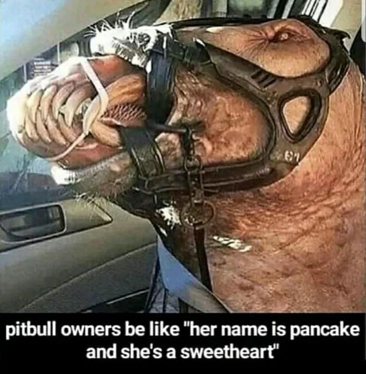 pitbull owners be like "her name is pancake
and she's a sweetheart"