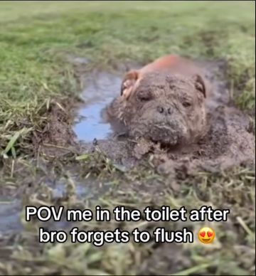 NO
POV me in the toilet after
bro forgets to flush