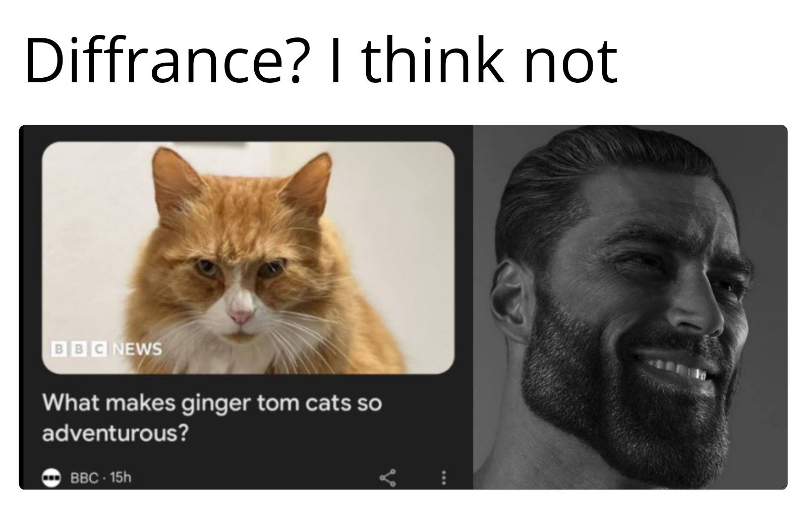 Diffrance? I think not
BBC NEWS
What makes ginger tom cats so
adventurous?
BBC-15h
