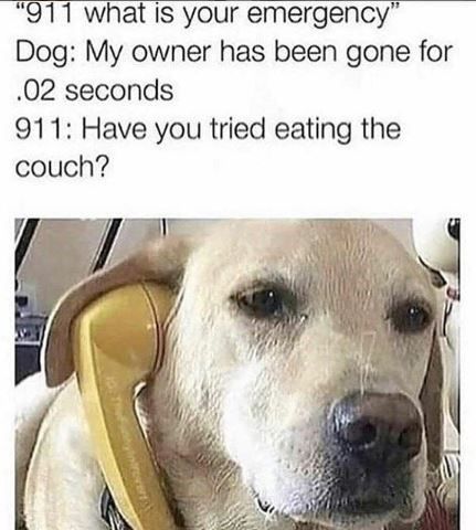 "911 what is your
emergency"
Dog: My owner has been gone for
.02 seconds
911: Have you tried eating the
couch?
10. Theyintrovert