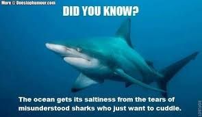 More Onestogamour.com
DID YOU KNOW?
The ocean gets its saltiness from the tears of
misunderstood sharks who just want to cuddle.
ROFLBOT