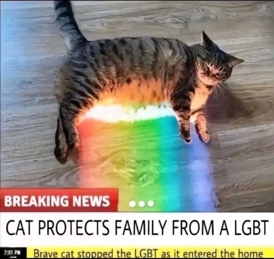 BREAKING NEWS
CAT PROTECTS FAMILY FROM A LGBT
7:01 PM Brave cat stopped the LGBT as it entered the home