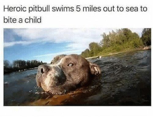 Heroic pitbull swims 5 miles out to sea to
bite a child