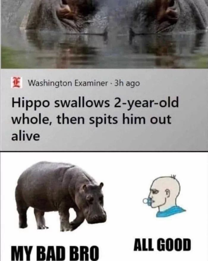 Washington Examiner - 3h ago
Hippo swallows 2-year-old
whole, then spits him out
alive
ALL GOOD
MY BAD BRO