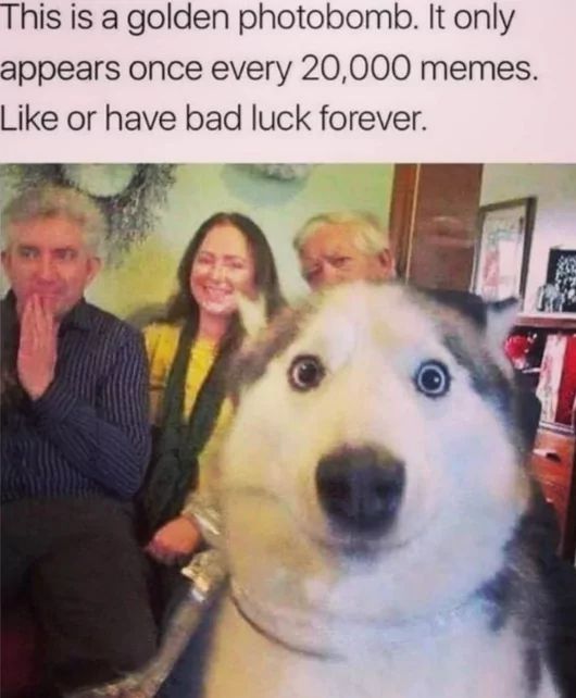 This is a golden photobomb. It only
appears once every 20,000 memes.
Like or have bad luck forever.